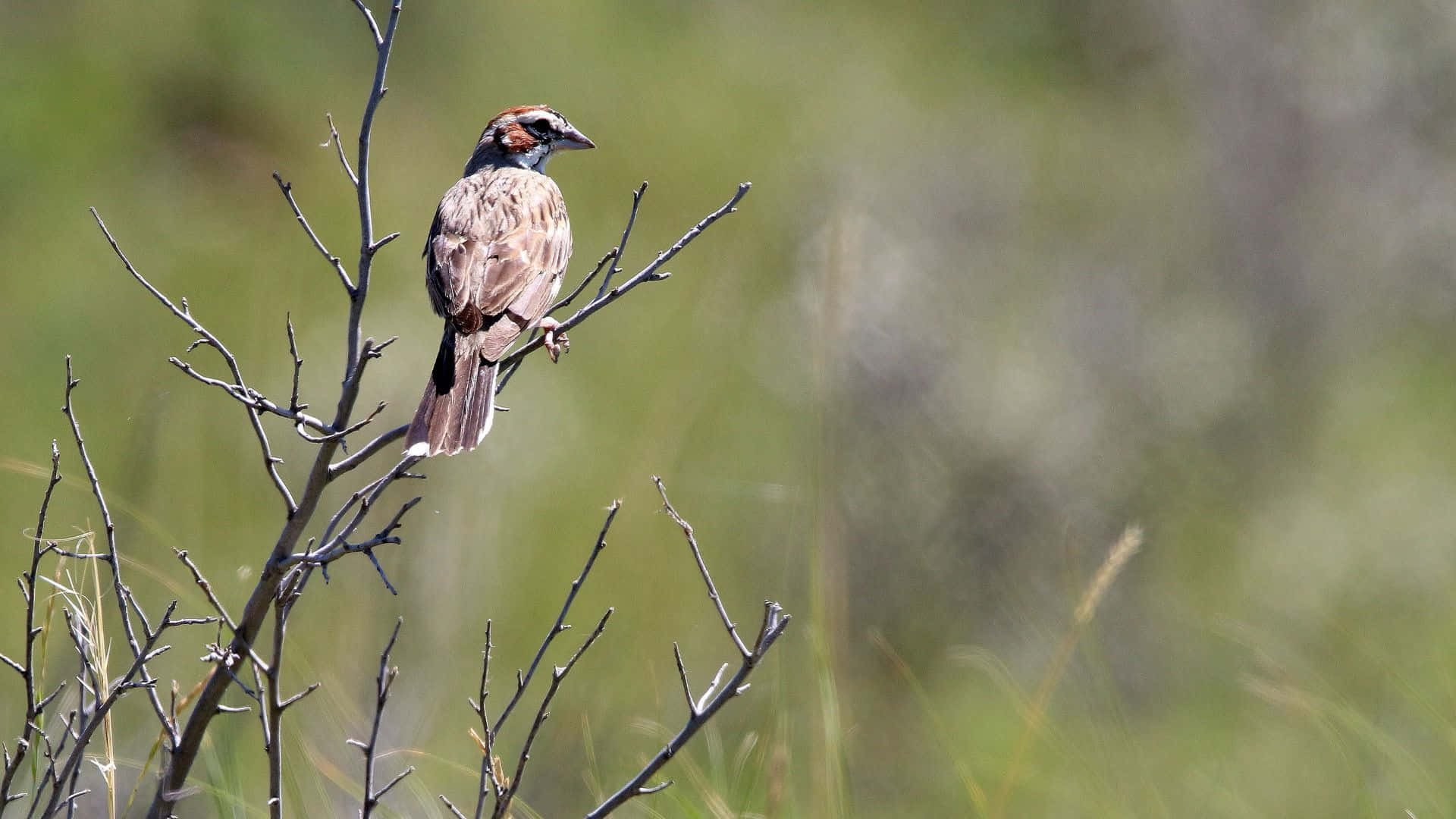 Sparrow Perchedin Natural Habitat.jpg Wallpaper