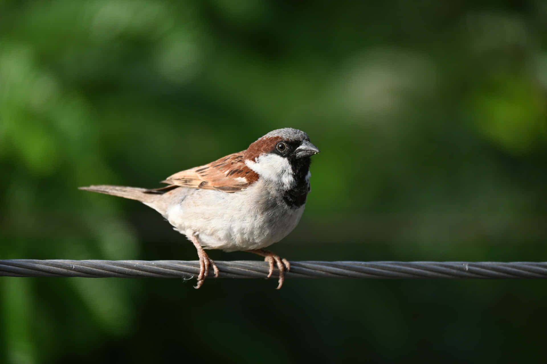 A Lovely Sparrow Sitting on a Tree Branch