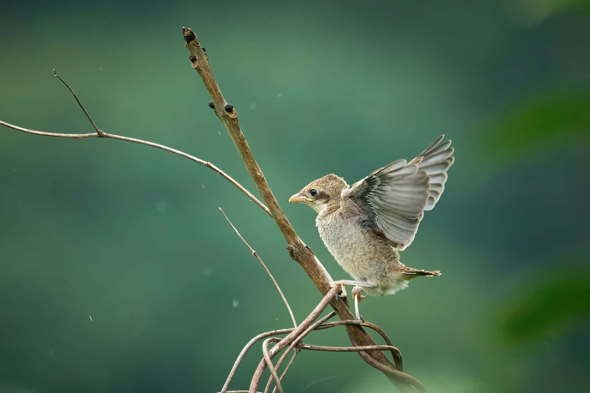 Red-billed Sparrow