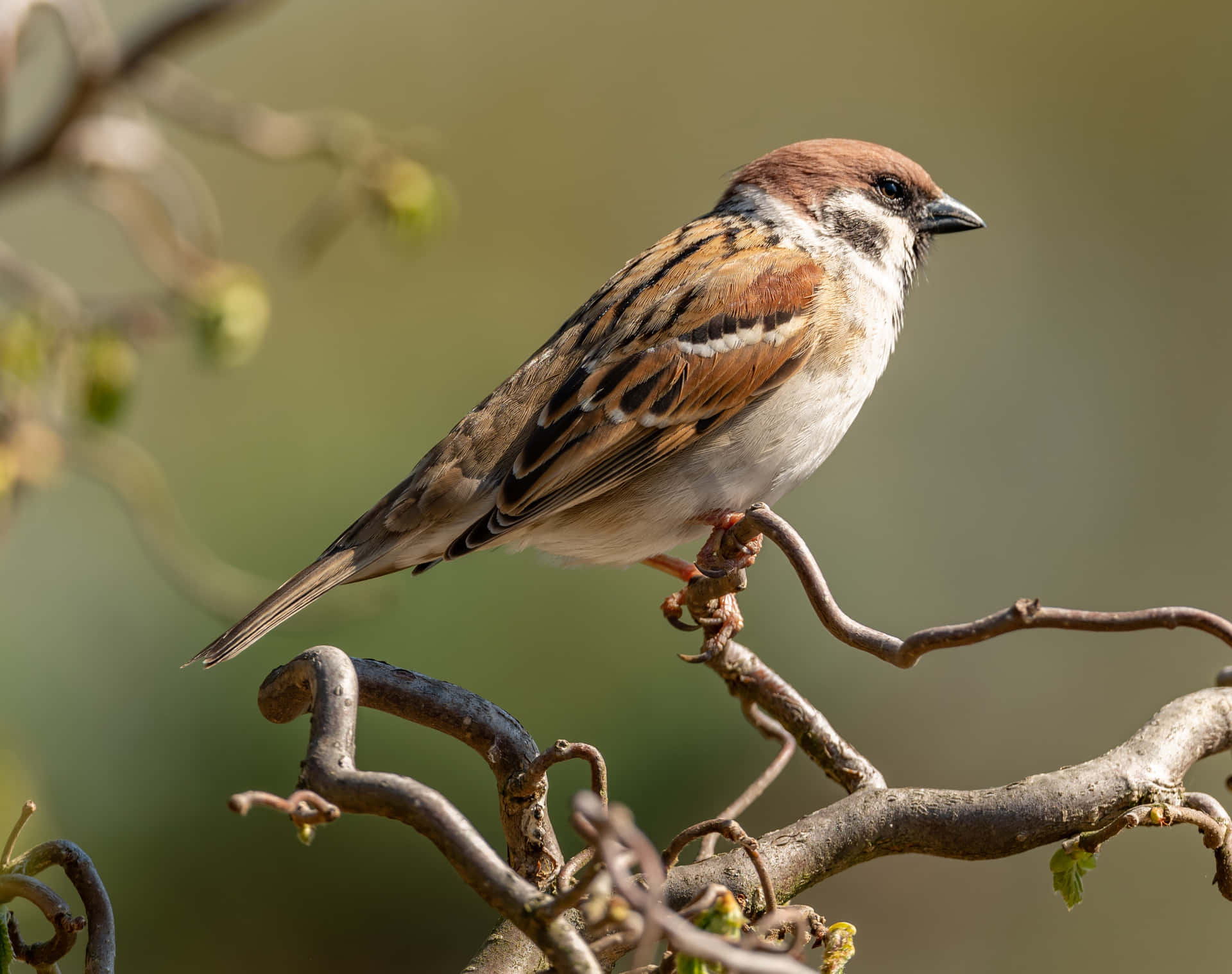 A Small Sparrow on a Tree Branch