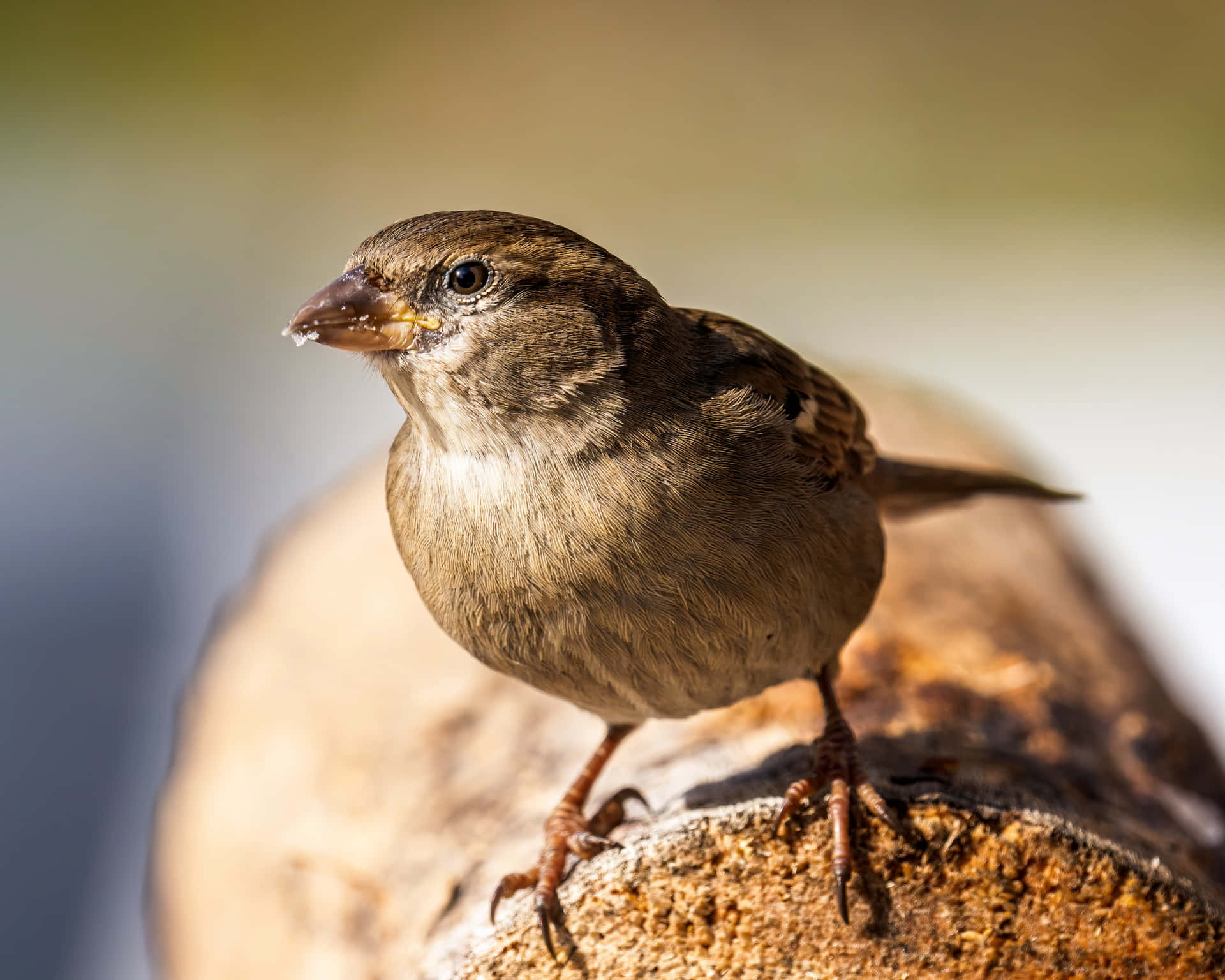 A friendly sparrow perched atop a tree branch