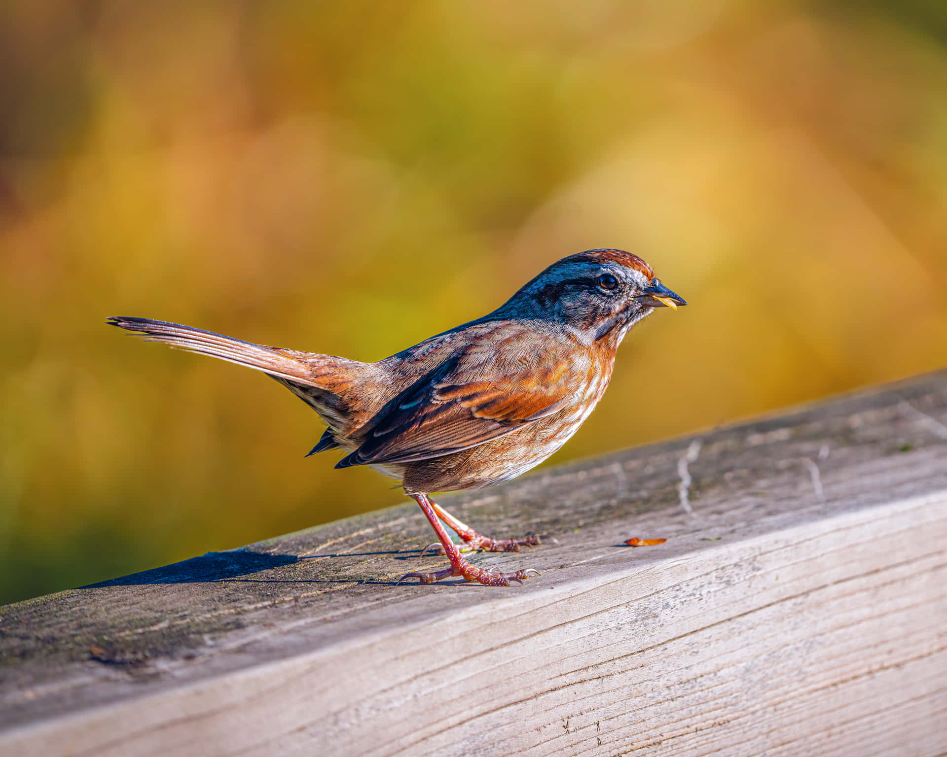 a bird standing on a wooden railing