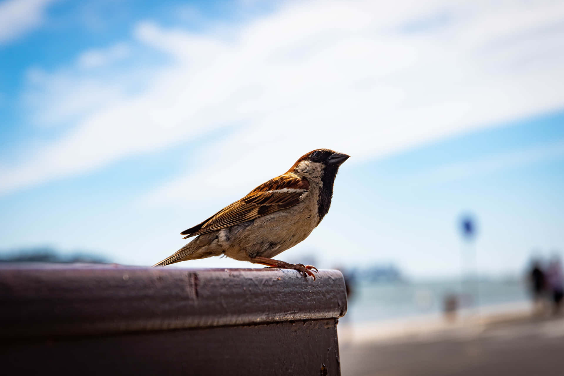 A beautiful bird - a sparrow