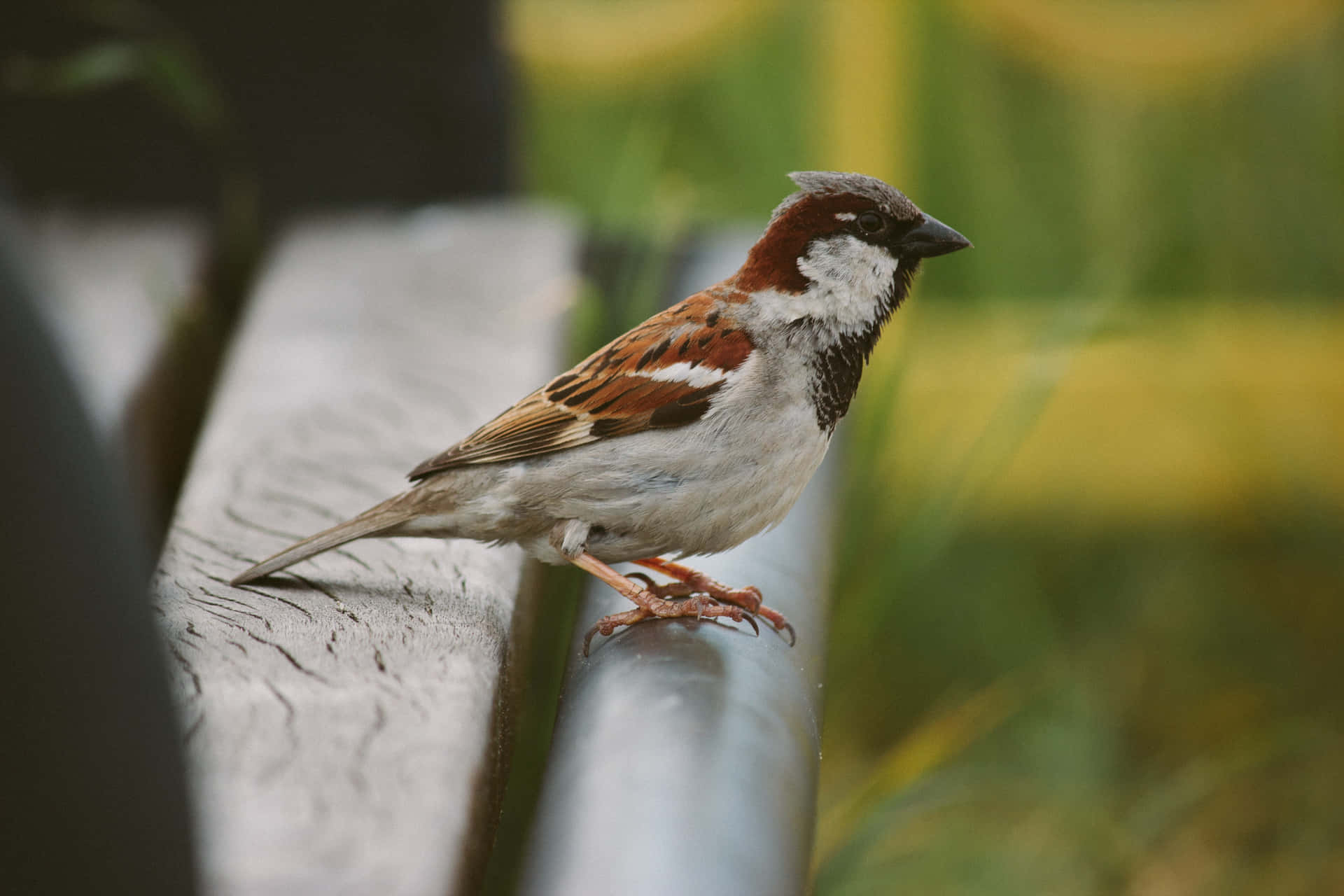 A small sparrow enjoying a sunny day