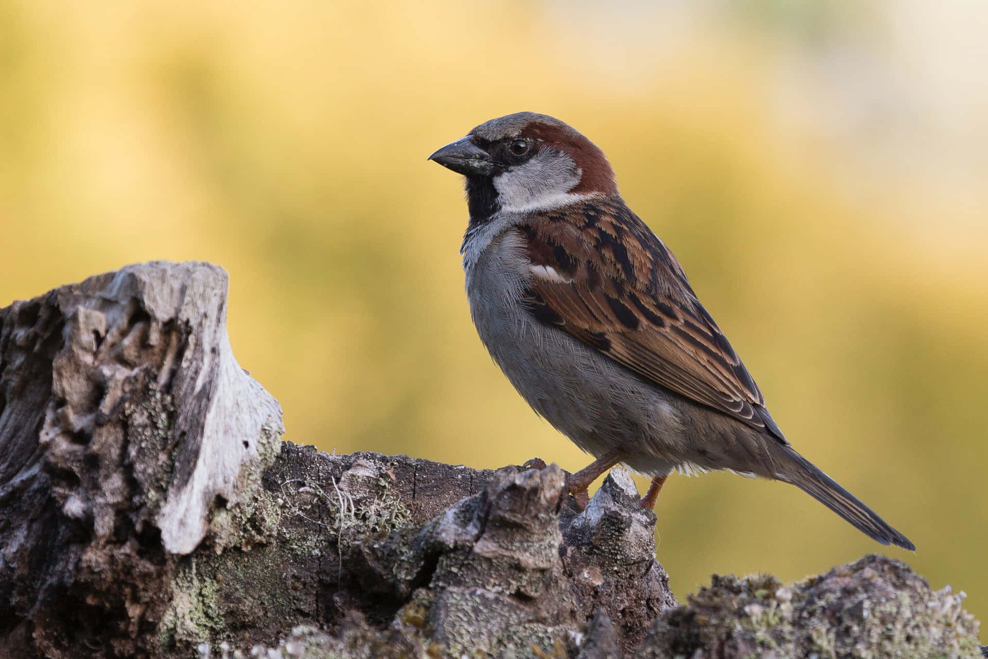A Sparrow bird perched on a branch