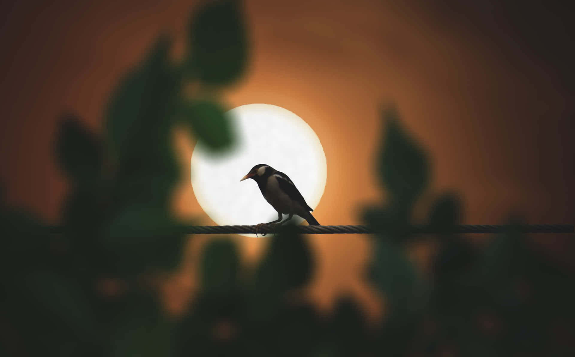 "A Sparrow Sitting on a Fence Looking Out over a Green Field"