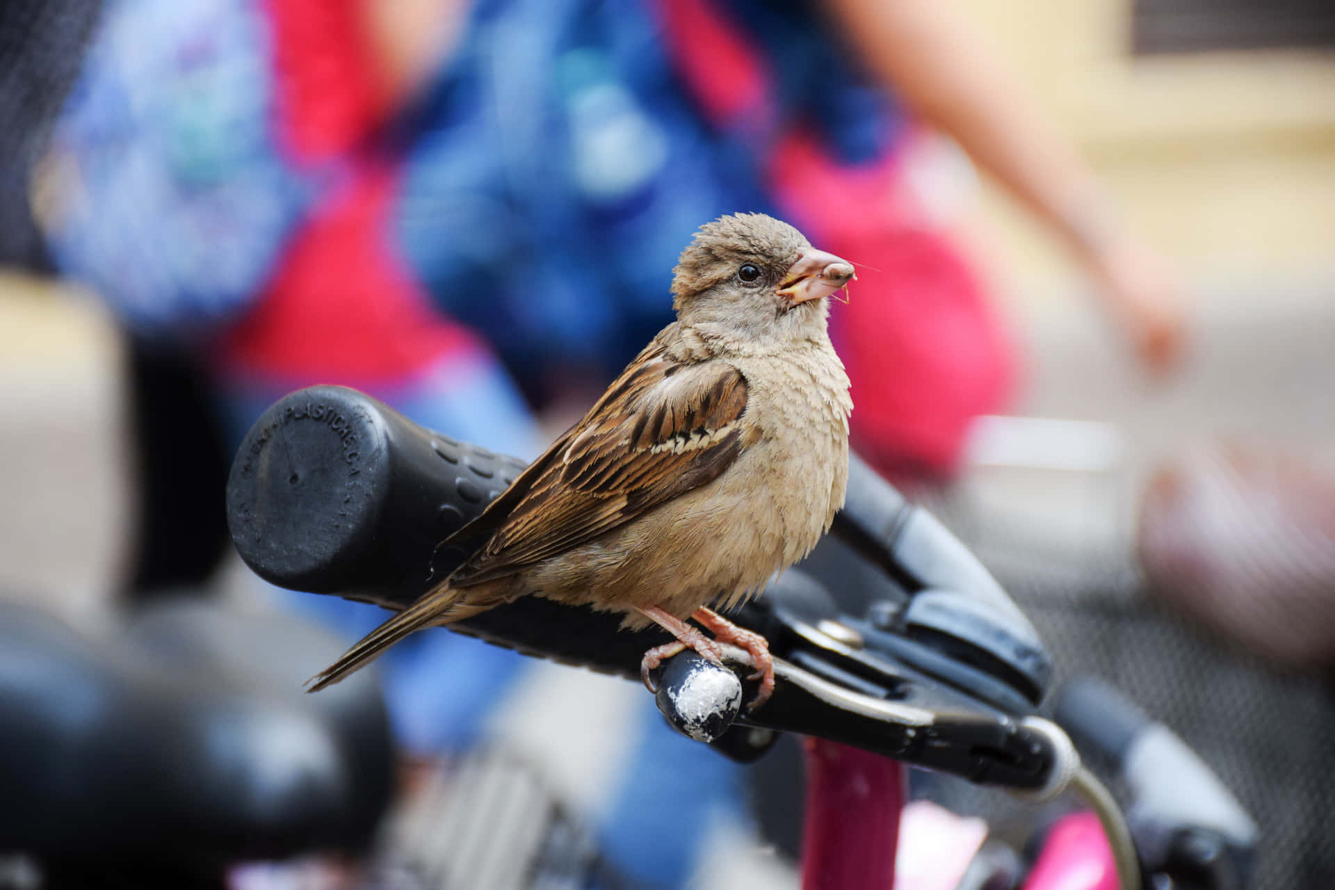 Sparrow in flight