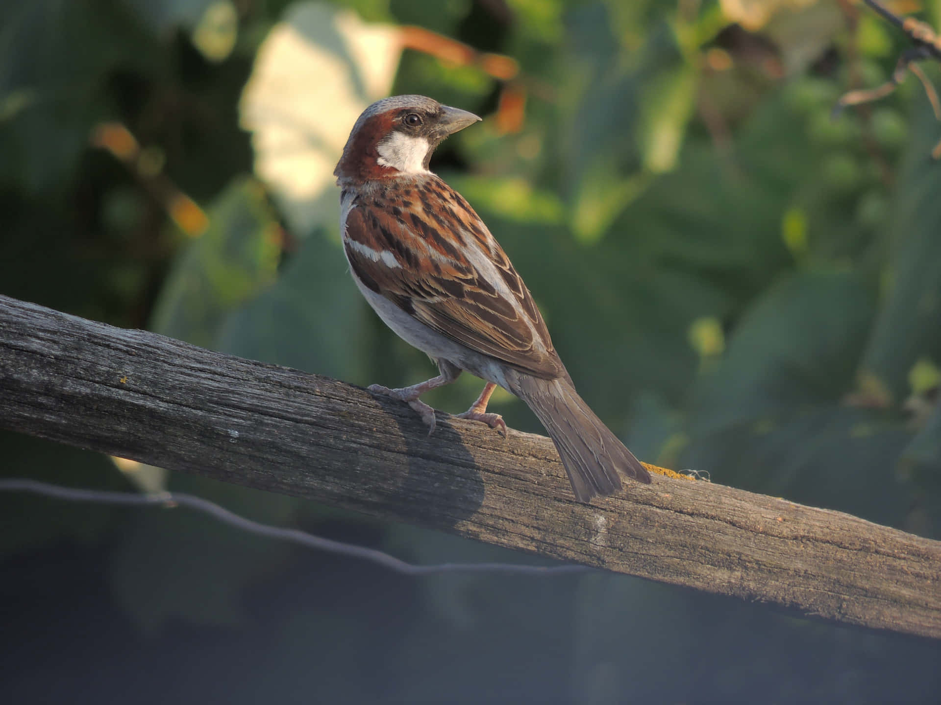 A small brown sparrow perching happily on a branch