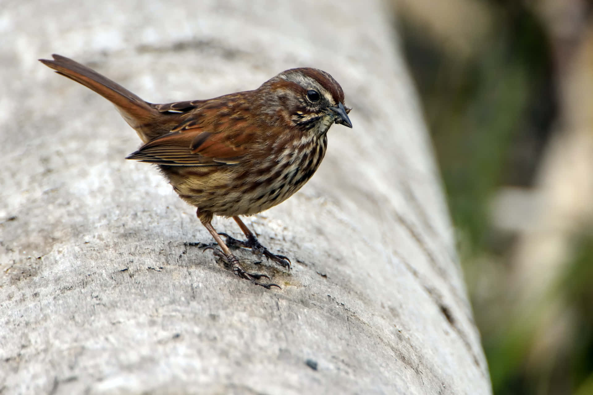 A Brown Bird Standing On A Wooden Log
