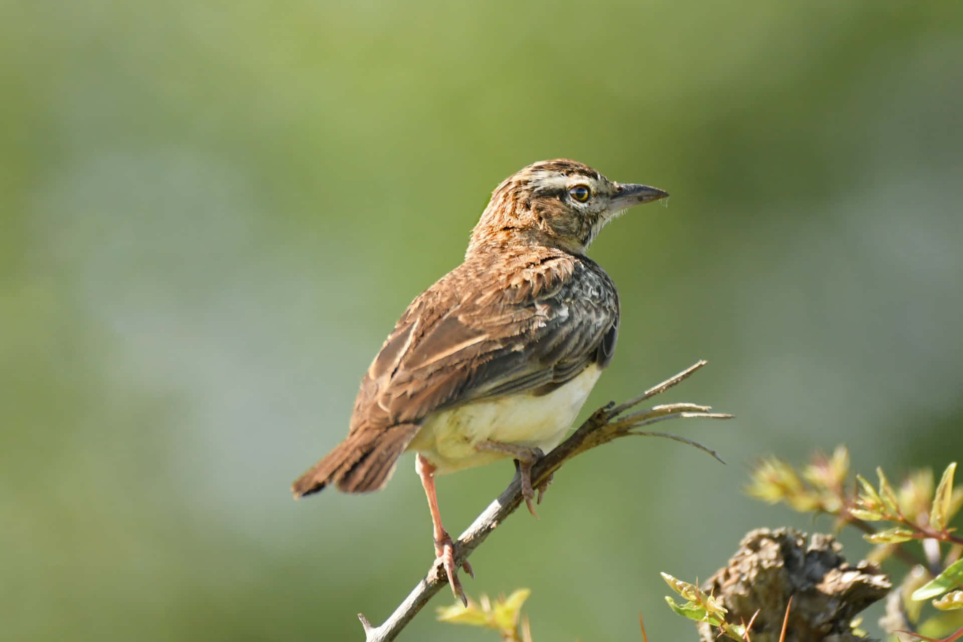 A sparrow perched on top of a tree branch