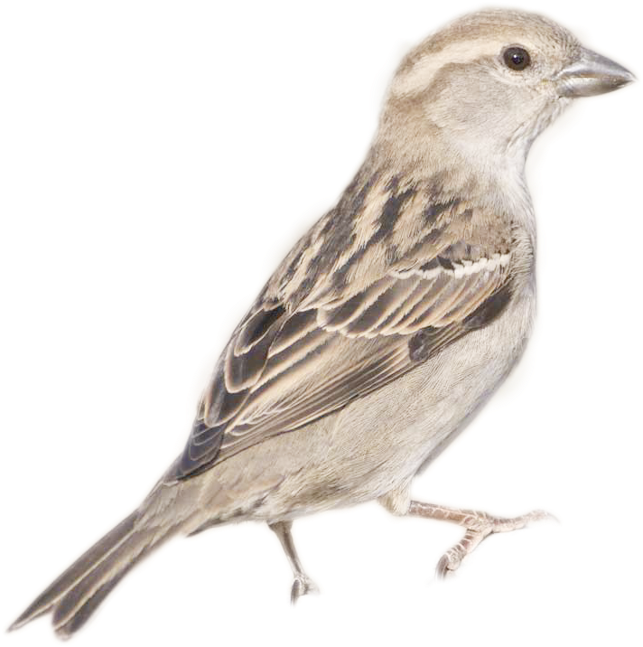 Sparrow Profile Image PNG