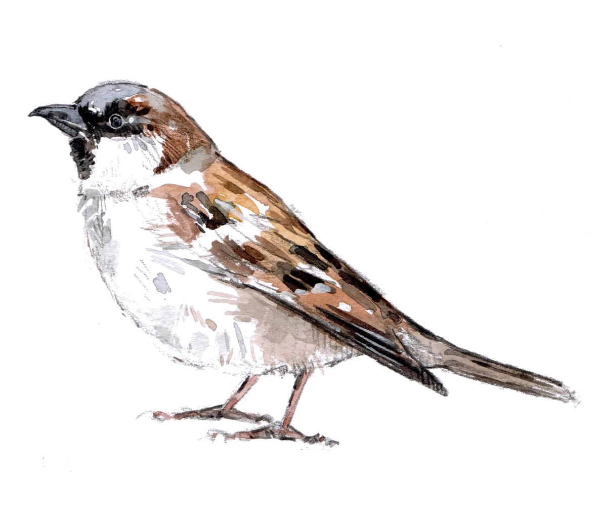 Sparrow Sketch Artwork PNG