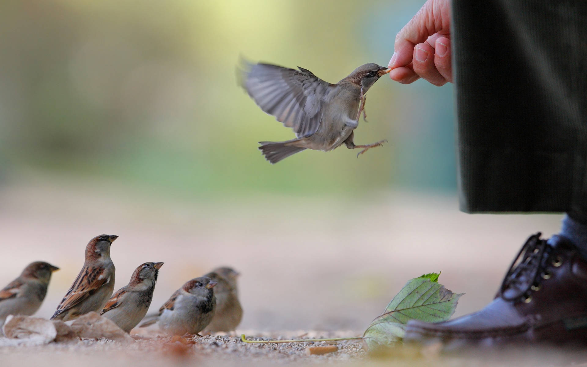 Sparrows Food Feeding Wallpaper