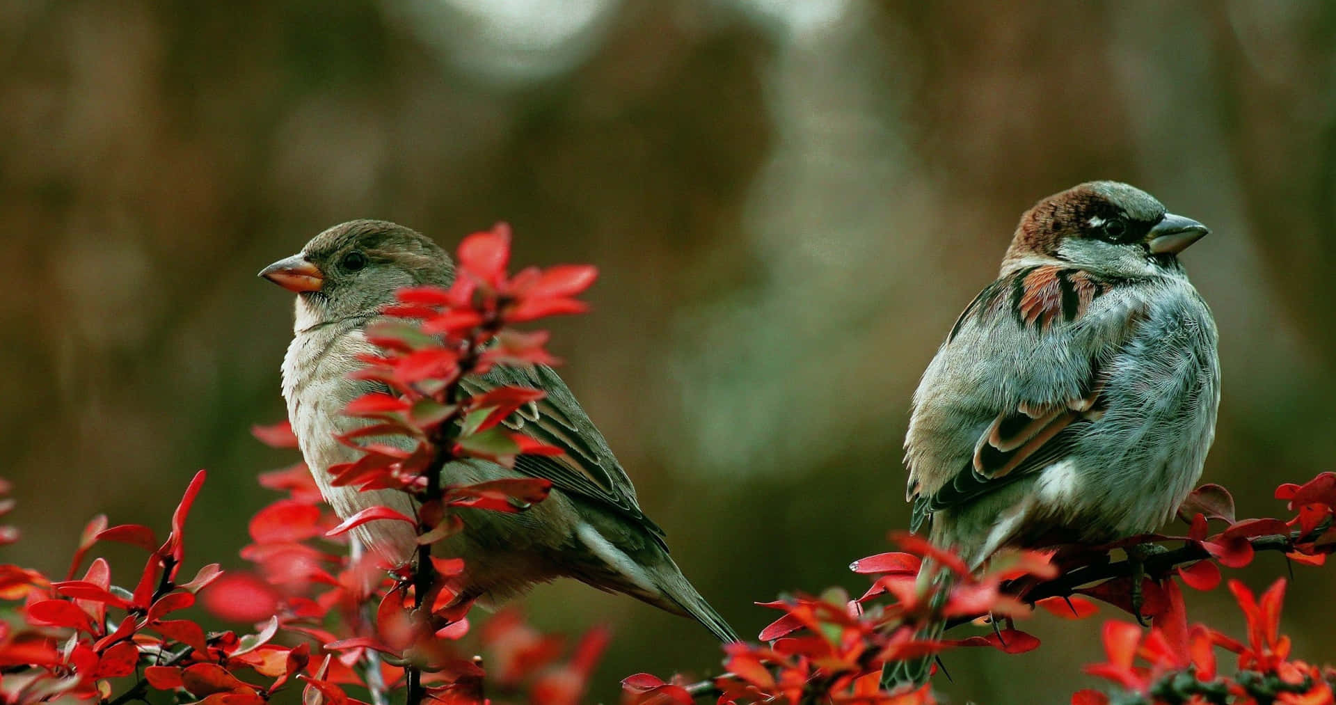 Sparrows Perchedon Red Flowers Wallpaper