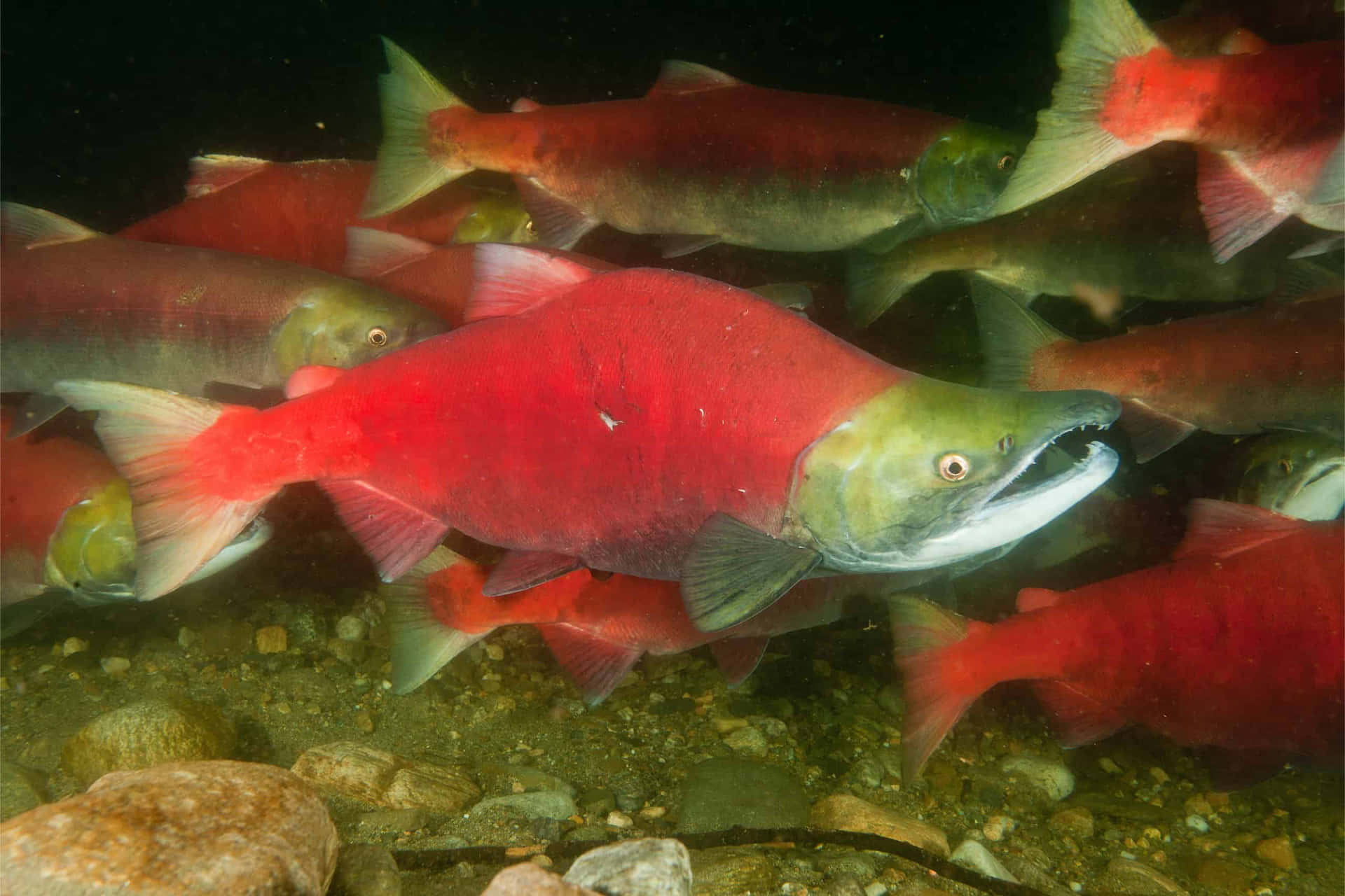 Spawning Pacific Salmon Wallpaper