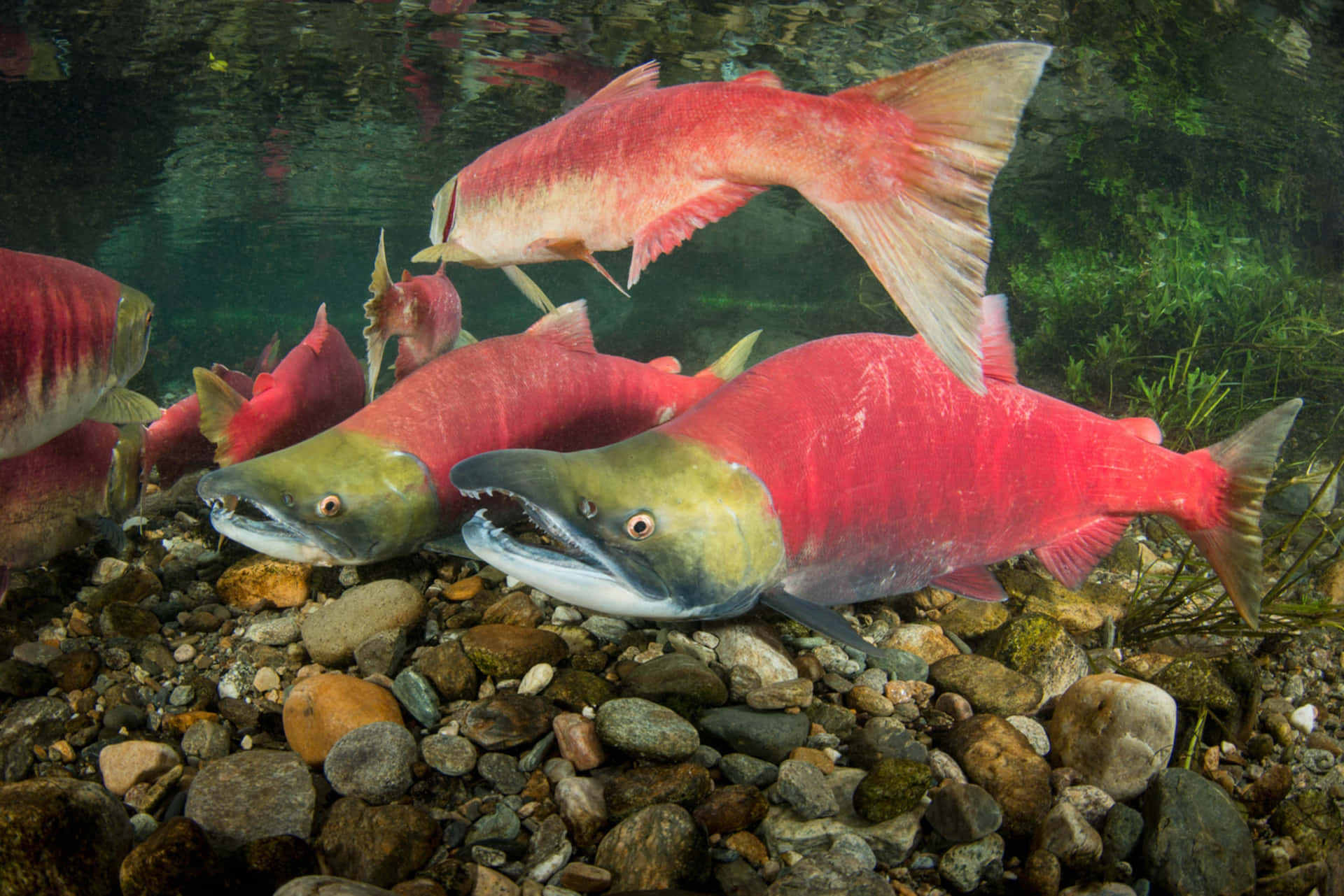 Spawning Sockeye Salmon Underwater Wallpaper