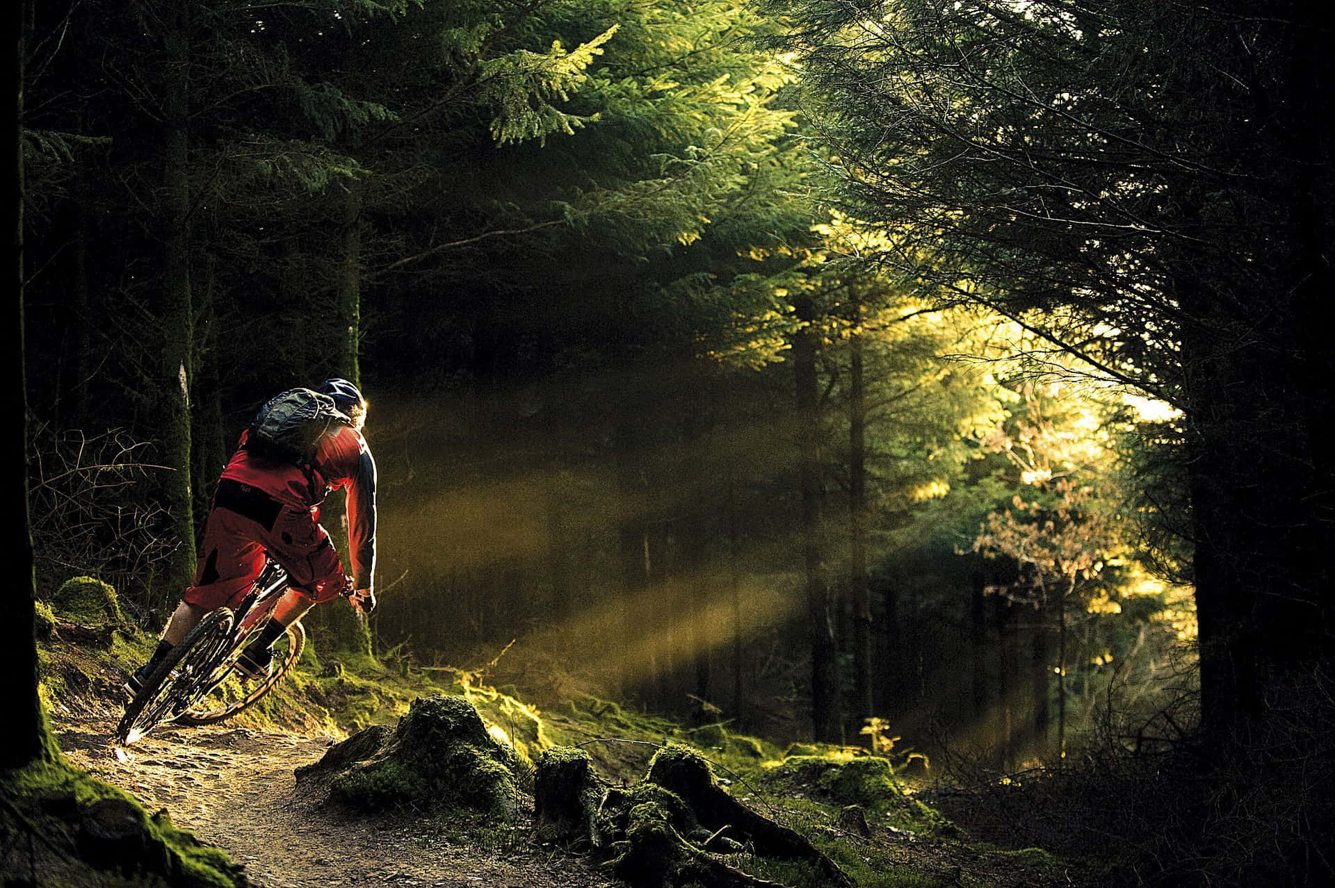 Bicicletade Montaña Especializada Dentro Del Bosque. Fondo de pantalla