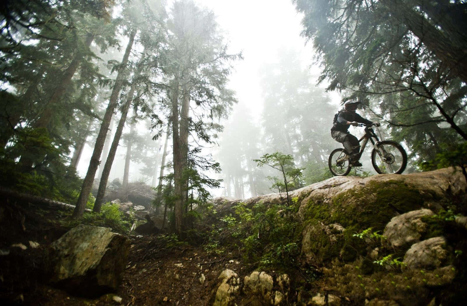 Unmountain Biker Che Attraversa Una Foresta Sfondo