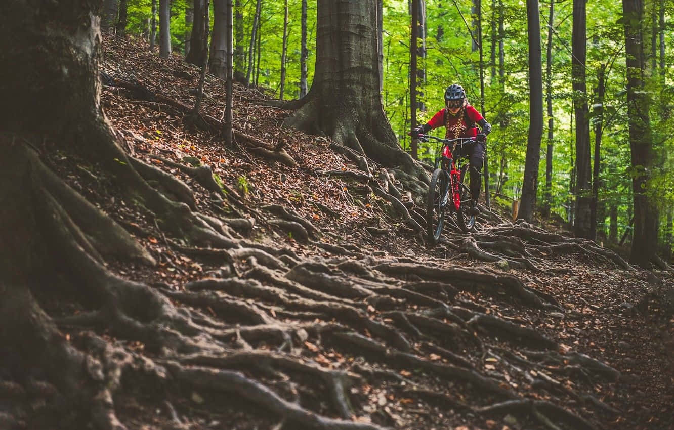 Unciclista Di Mountain Bike Che Attraversa Una Foresta Sfondo