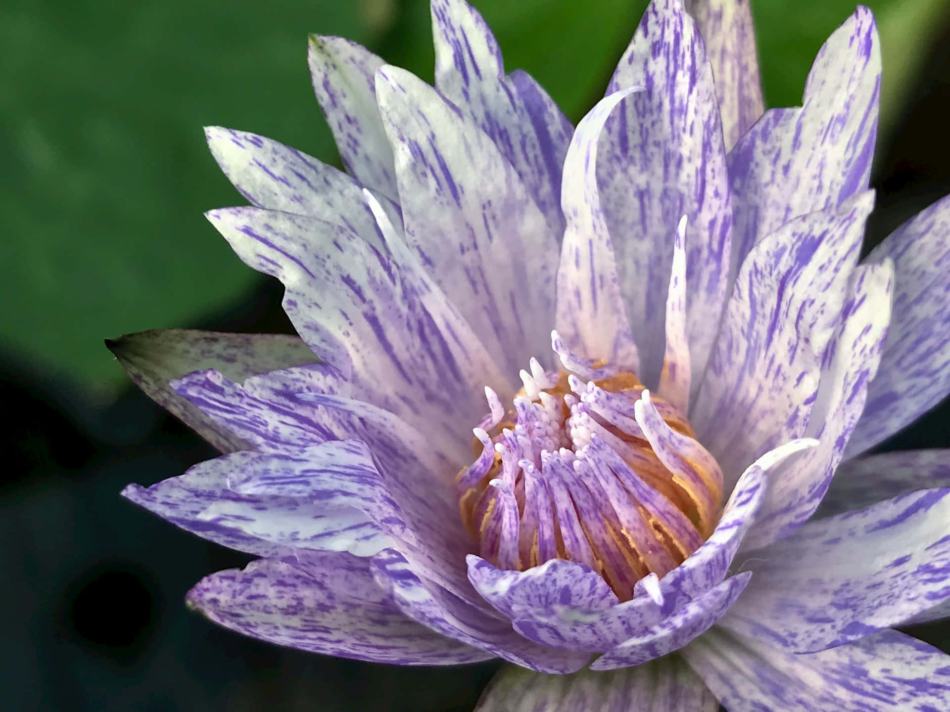 Speckled Purple Water Lily.jpg Wallpaper