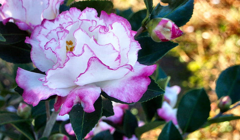 "spectacular Blossoming Camellia Sasanqua In Full Bloom" Wallpaper