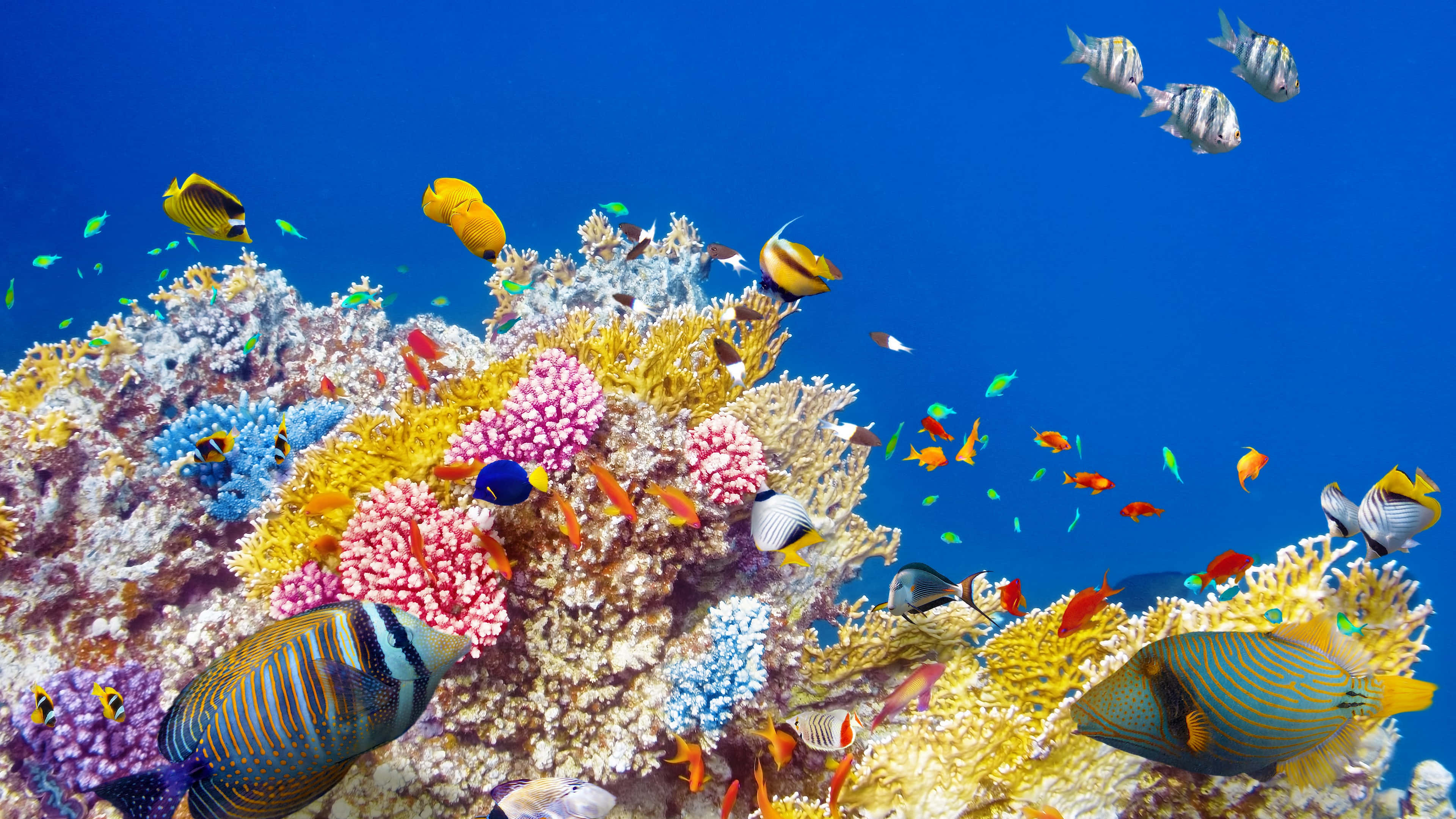 Spectacular Full Expanse Of Colorful Coral Reef In Crystal Clear 4k Resolution Wallpaper