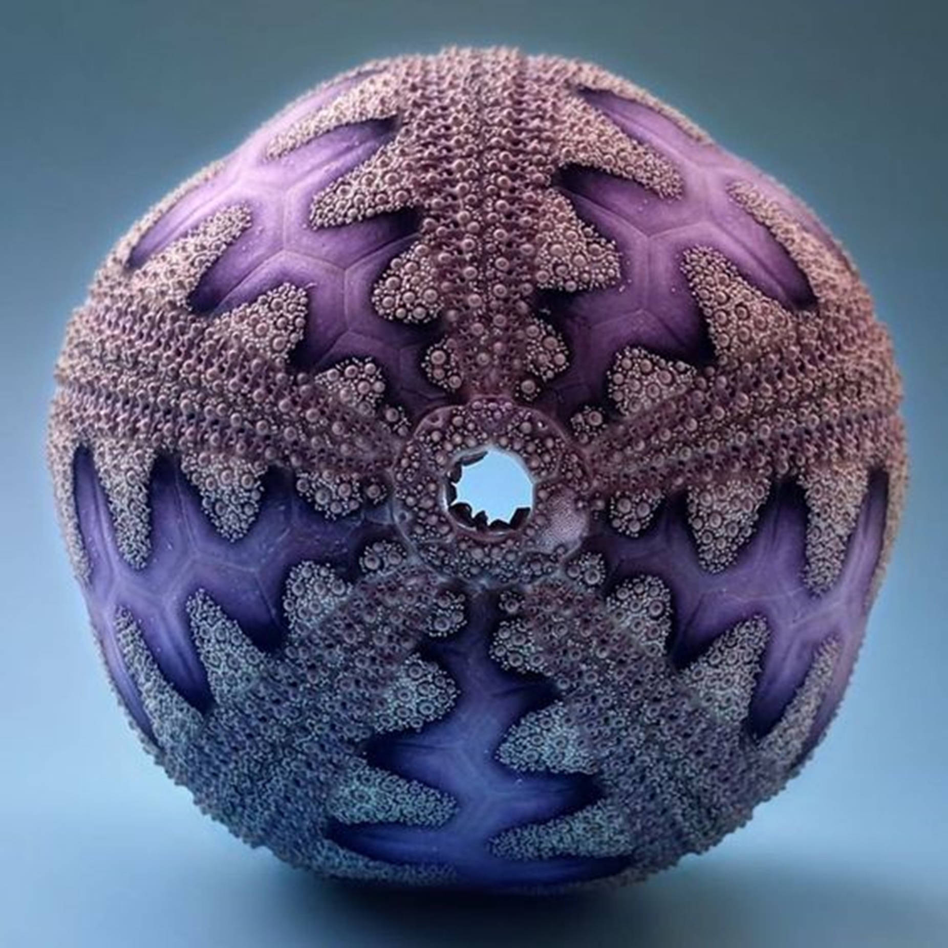 Spectacular Purple Sea Urchin Shell Wallpaper