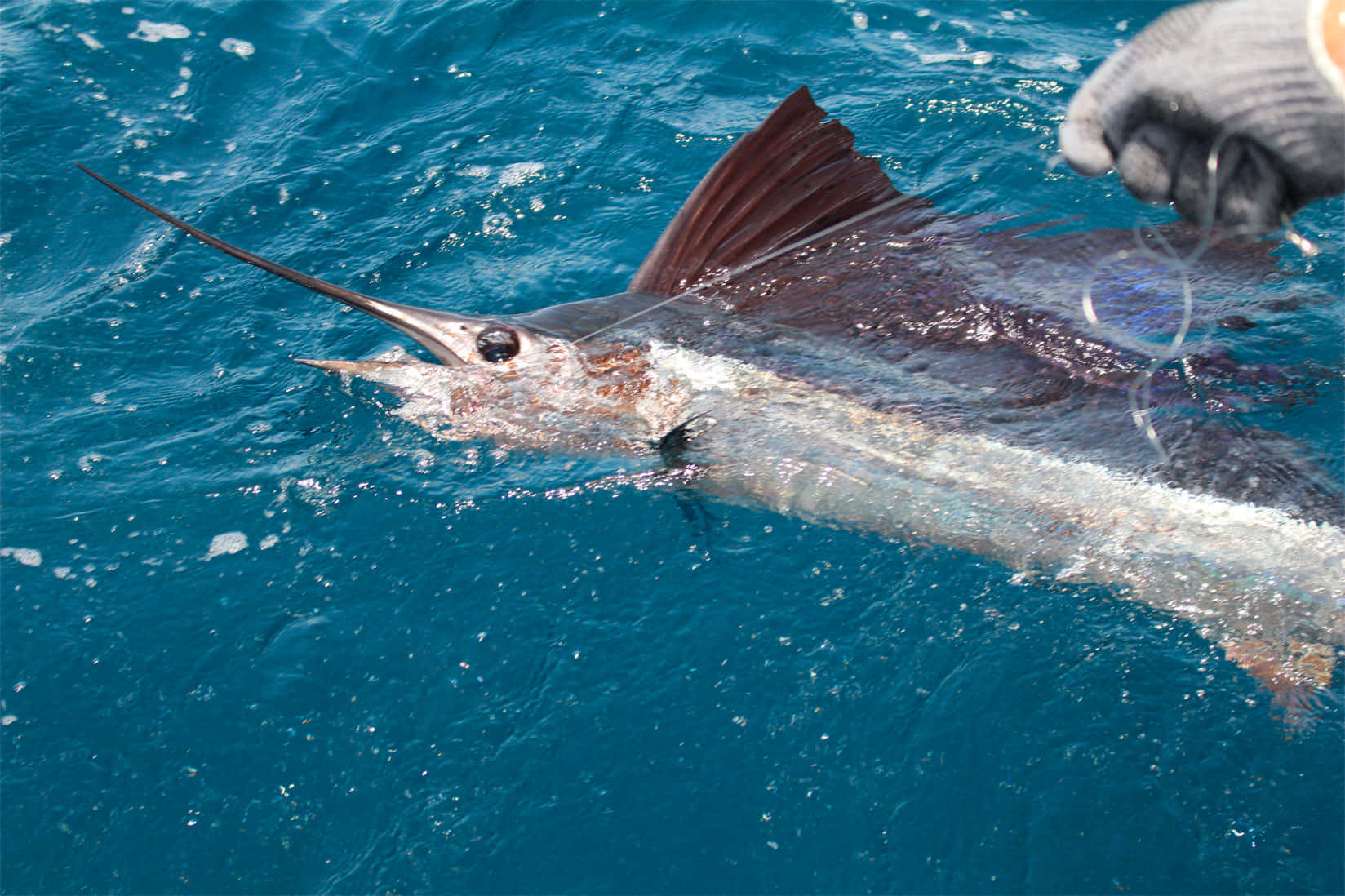 Spectacular Sailfish In The Deep Blue Waters Wallpaper