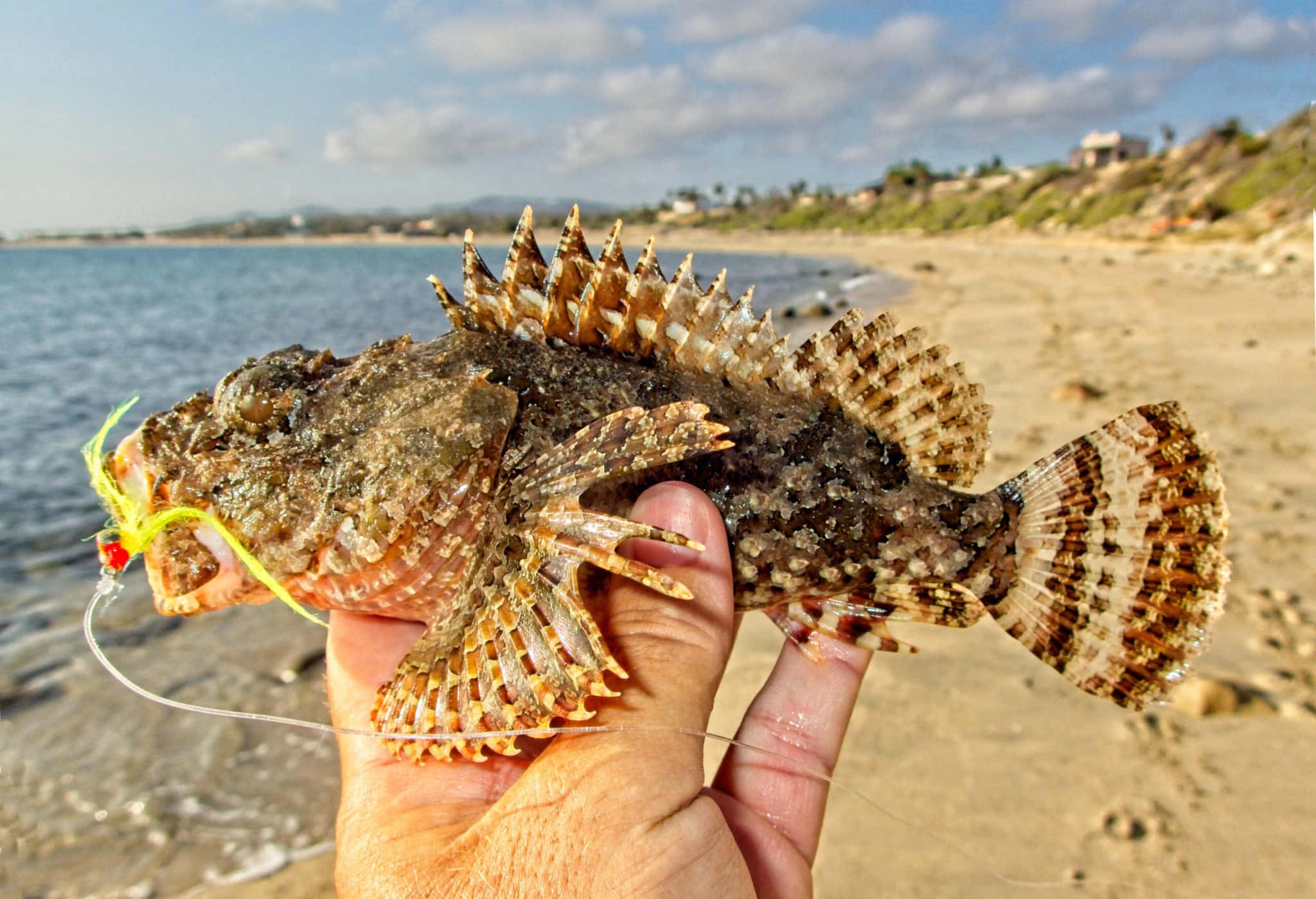 Ikan Scorpionfish Spektakuler Di Perairan Biru Dalam Wallpaper