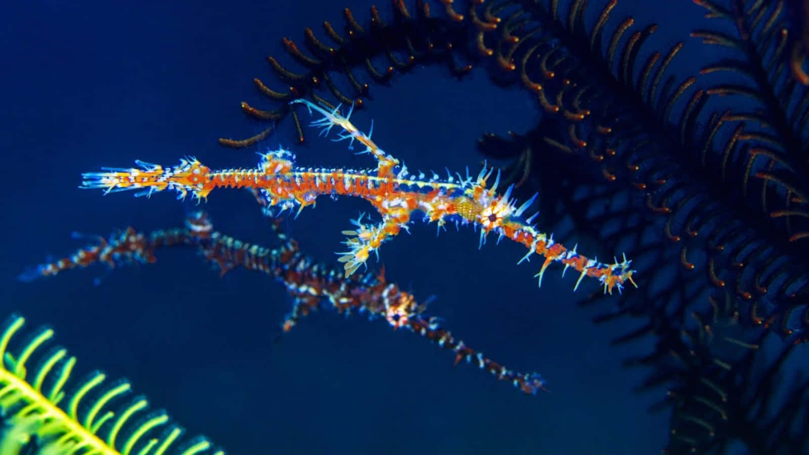 Spectacular Swim - Pipefish In The Underwater Wilderness Wallpaper