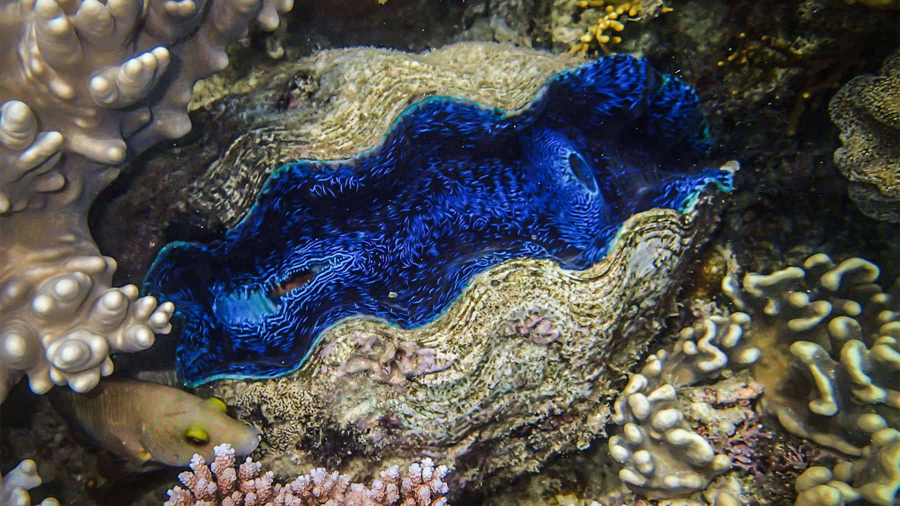 Spectacular Underwater Snapshot Of A Giant Clam Wallpaper