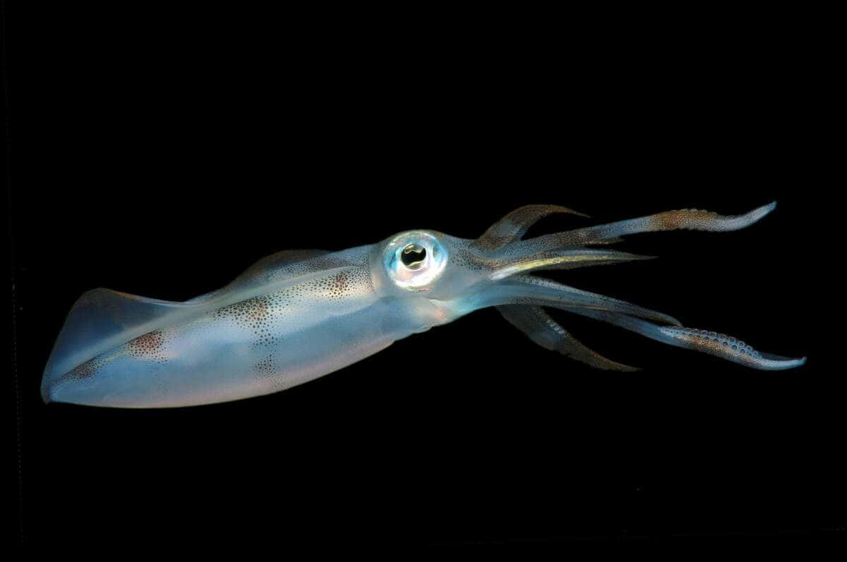 Spectacular Underwater View Of A Cephalopod Wallpaper
