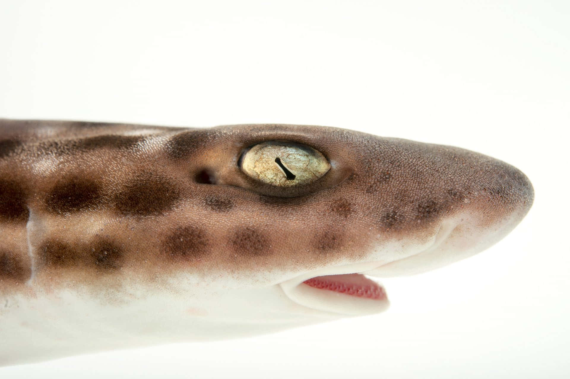 Spectacular View Of A Catshark Underwater Wallpaper