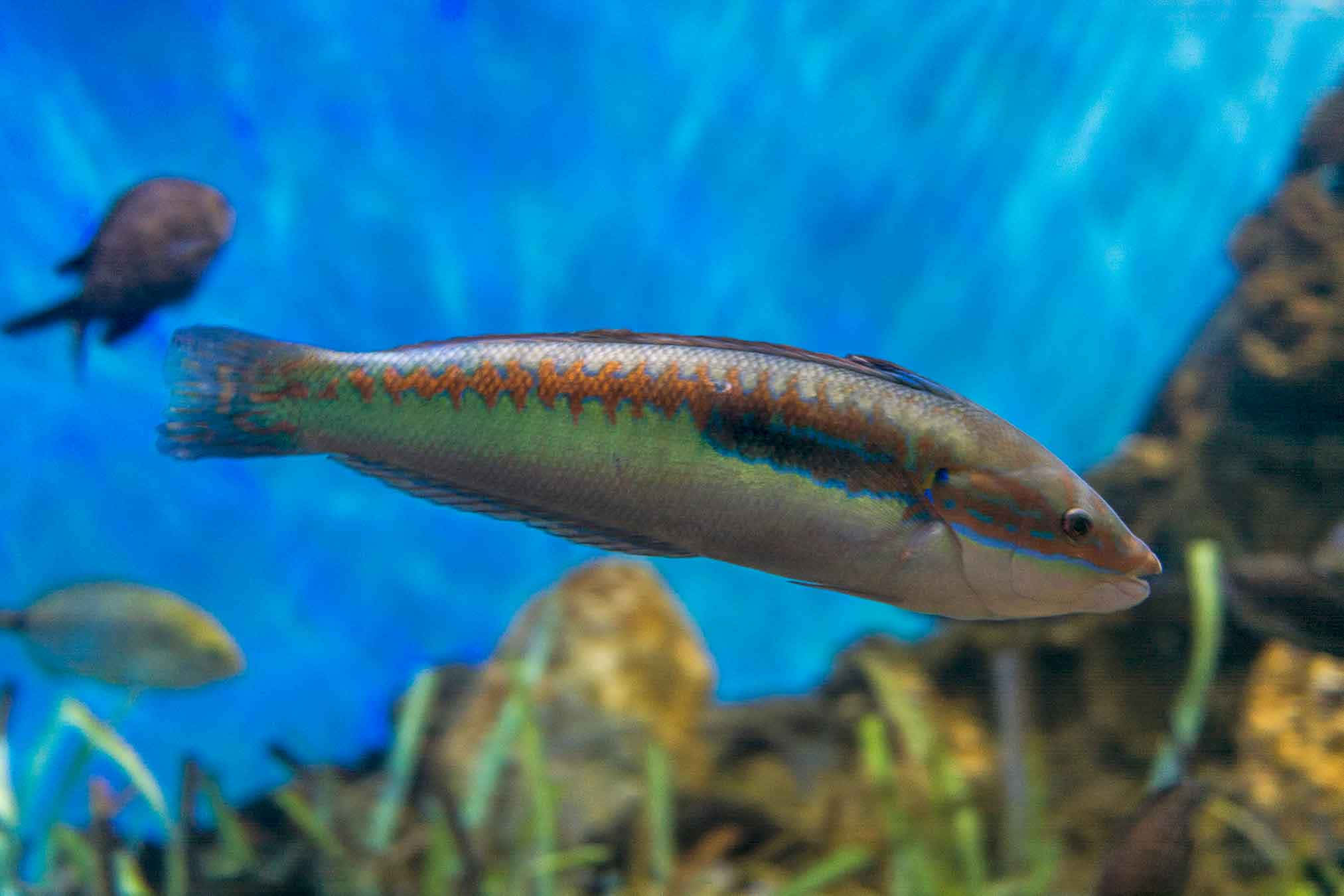 Spectacular Wrasse Fish Swimming In Clear Waters Wallpaper