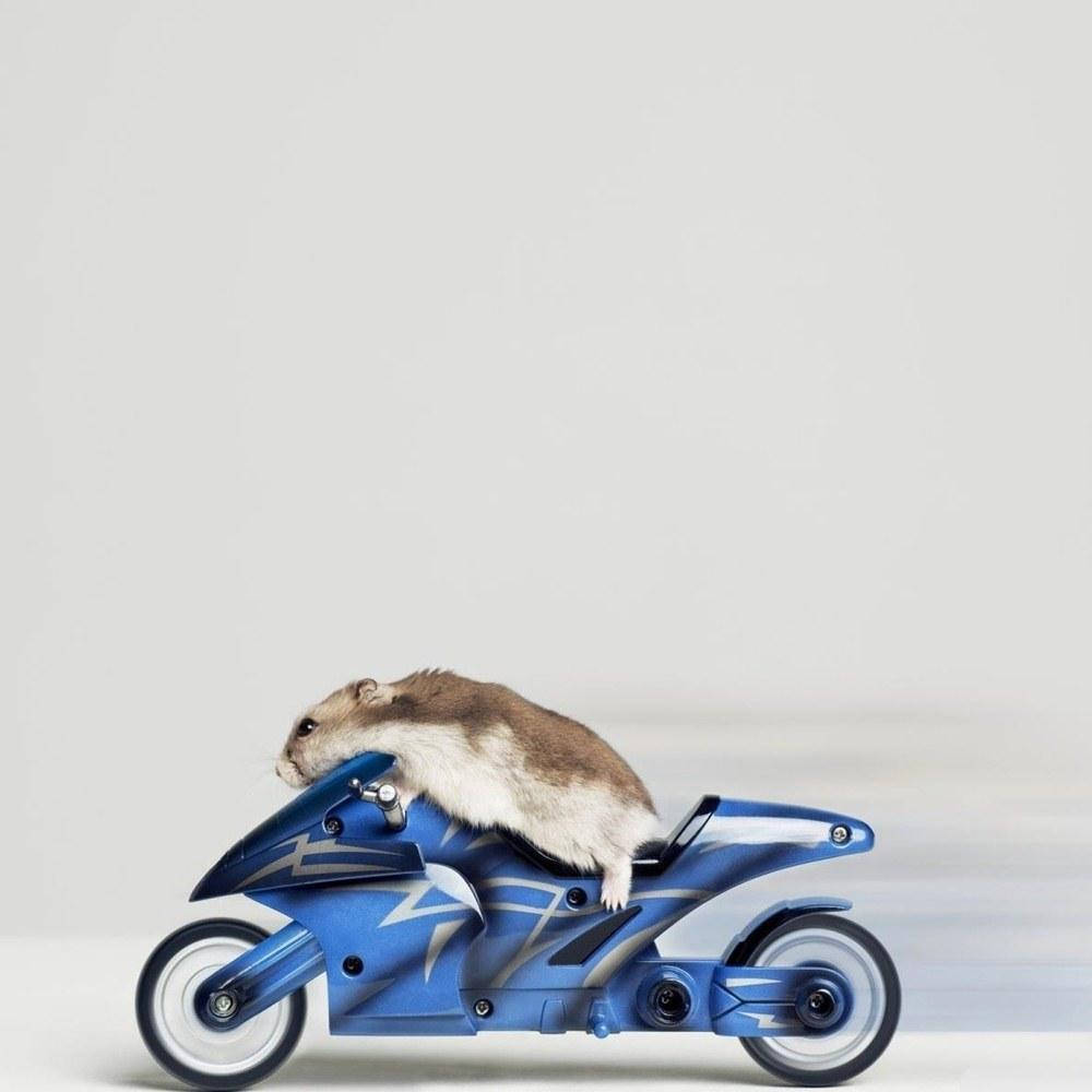 Speeding Hamster Meme Wallpaper