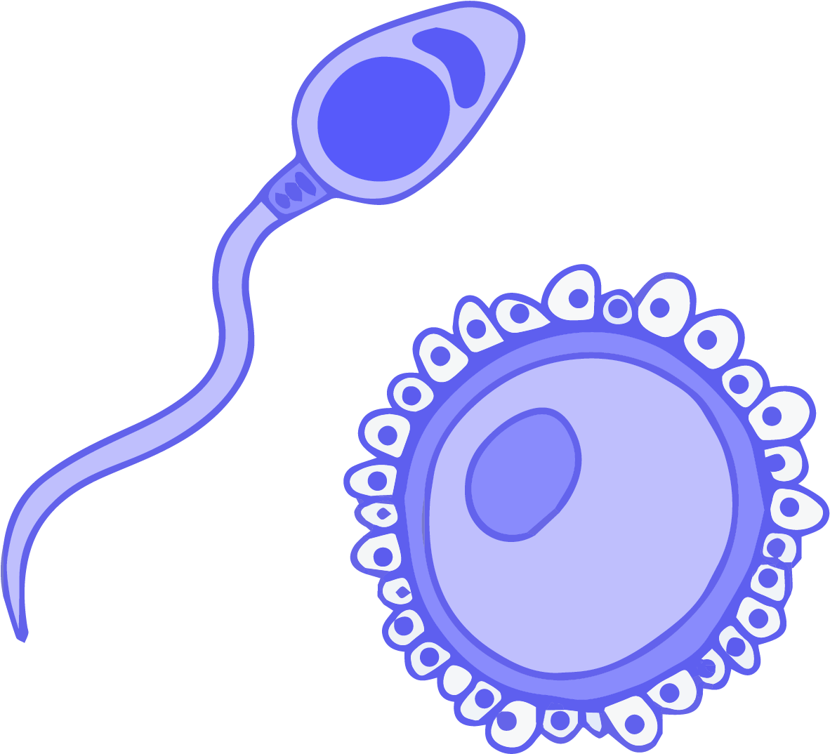 Sperm Approaching Egg Illustration PNG