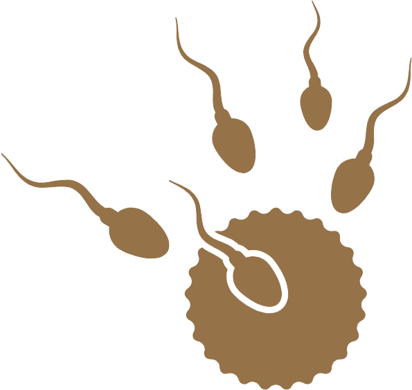 Sperm Approaching Ovum Illustration PNG