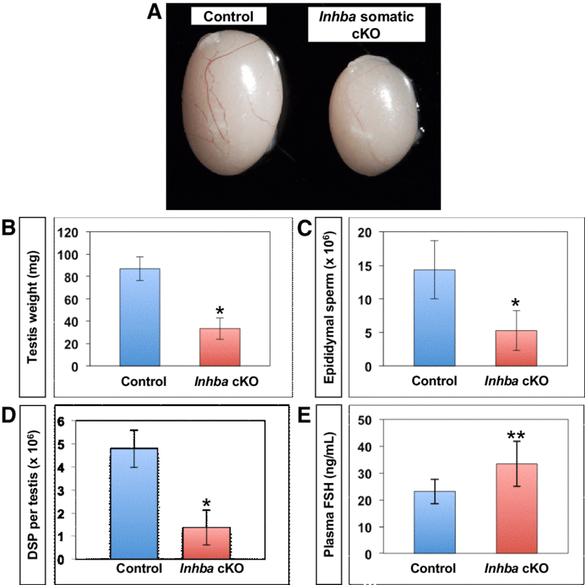 Scientific bar charts and photos comparing control and Inhba cKO mouse testicular traits.