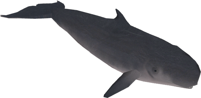 Sperm Whale Illustration PNG