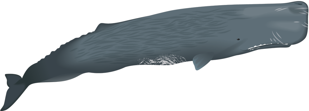 Sperm Whale Illustration PNG