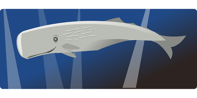 Sperm Whale Illustration PNG