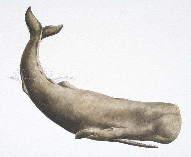 A Drawing Of A Whale Swimming In The Water