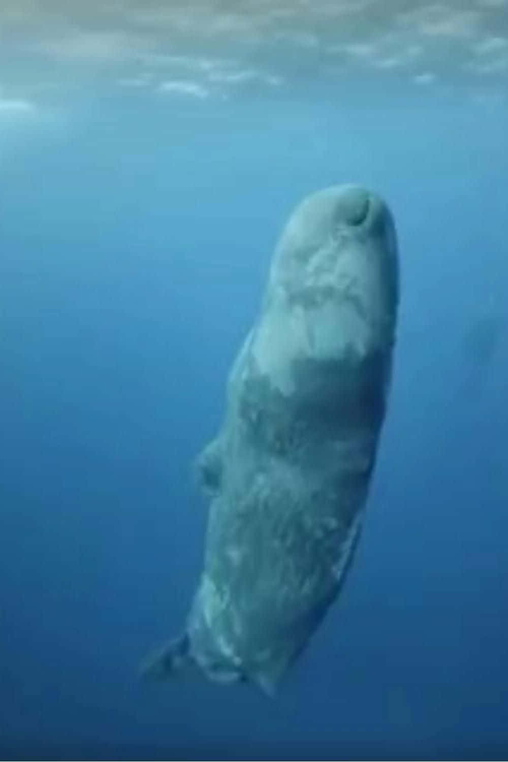 Closeup of a sperm whale with its real ear design