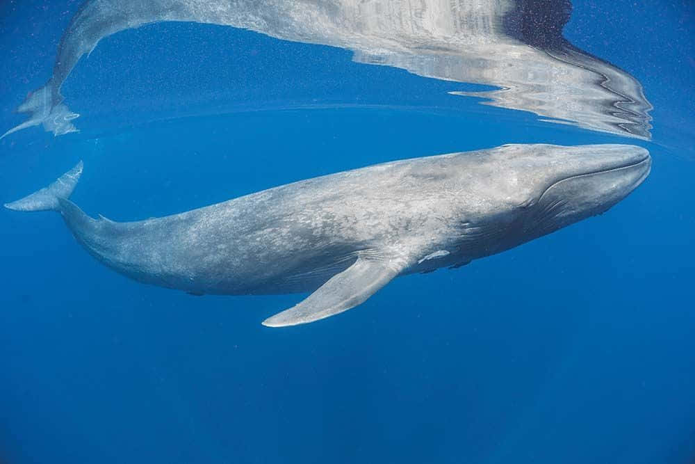 Giant Sperm Whale Swimming in Ocean Waves