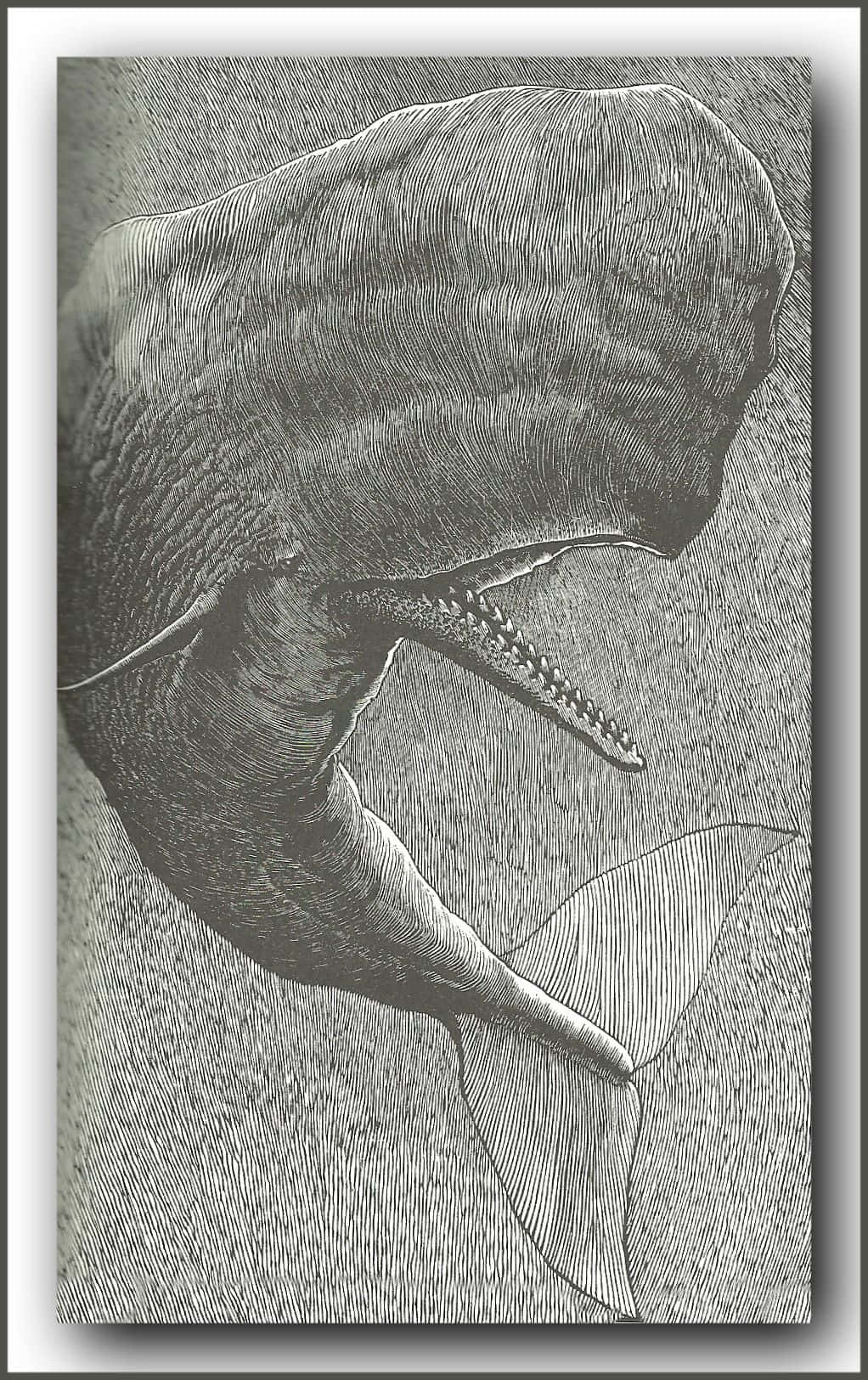 A Drawing Of A Whale With Its Mouth Open