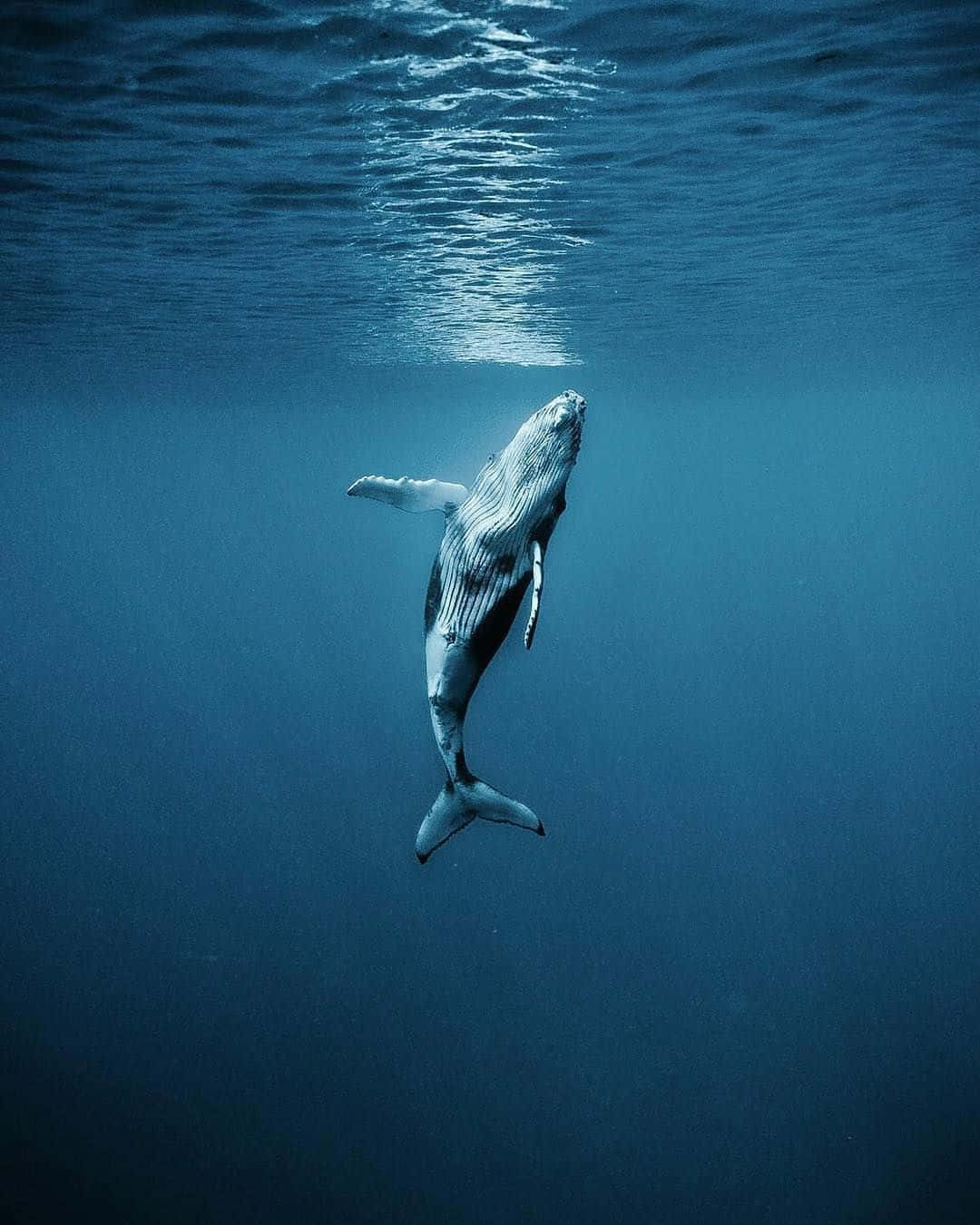 A majestic sperm whale swimming in the ocean