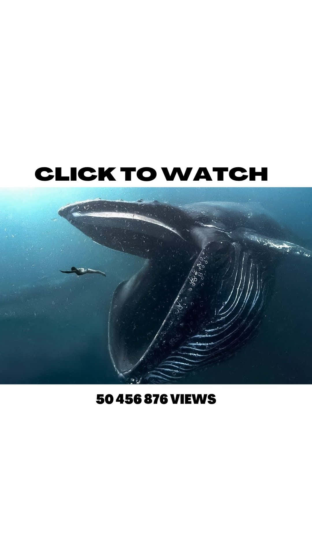 Photo of majestic Sperm Whale