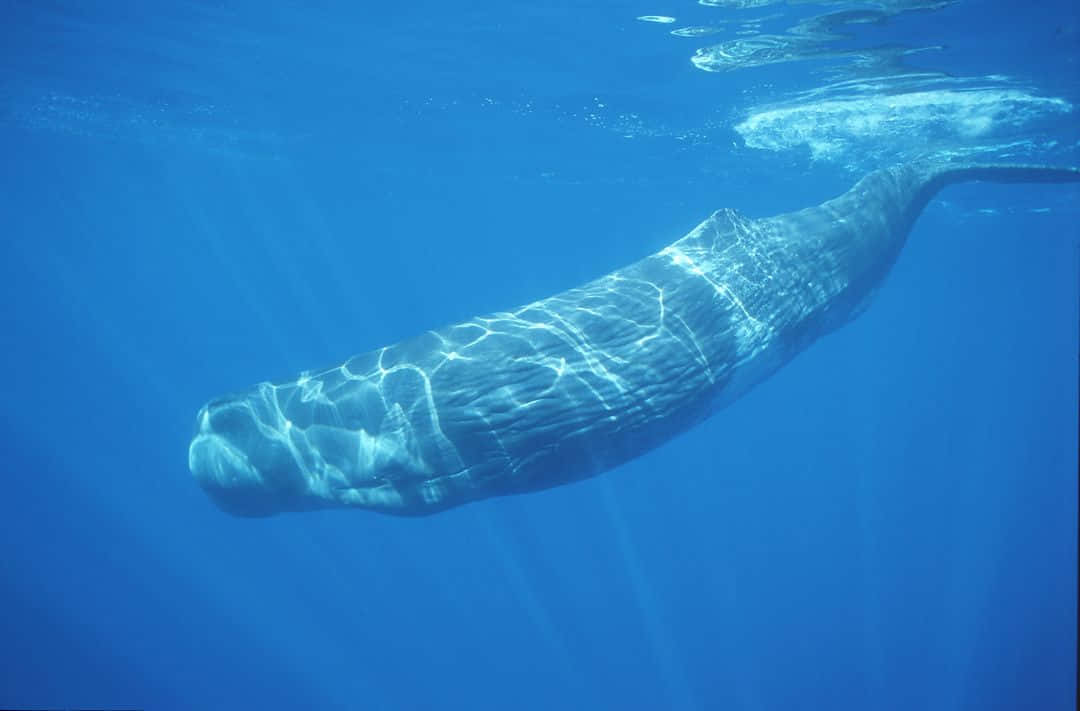 A Sperm Whale Sails Through the Oceans