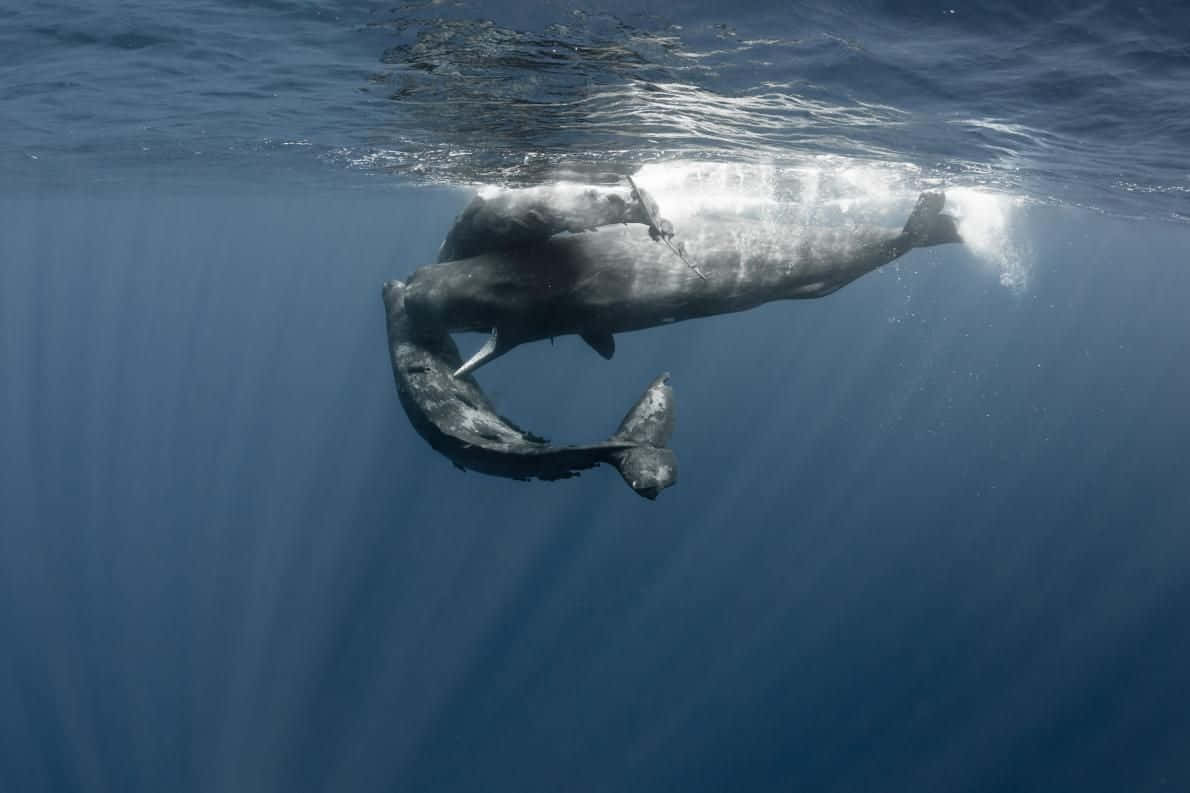 Close up of a Hugely Impressive Sperm Whale
