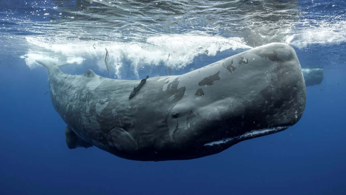 Great Sperm Whale swimming in the ocean